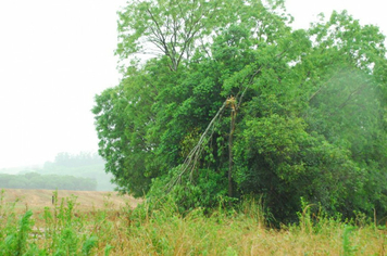 Foto - chuva e vento estragos