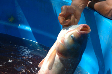 Foto - Feira do Peixe