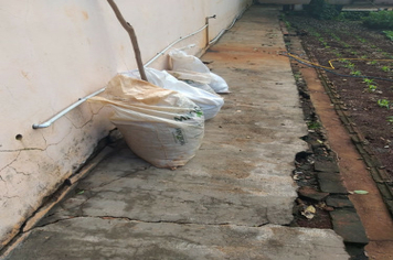 Foto - Parceria entre Município e Emater fomenta produção de hortaliças