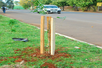 Foto - Plantio da Árvores na avenida