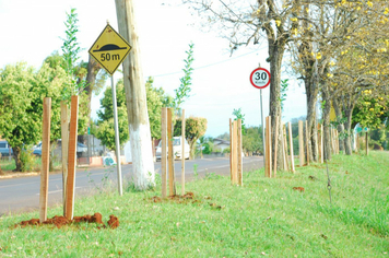 Foto - Plantio da Árvores na avenida