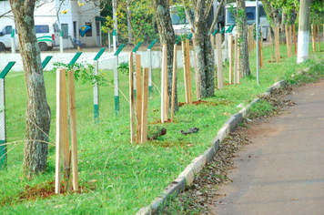 Foto - Plantio da Árvores na avenida