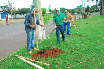 Foto - Plantio da Árvores na avenida