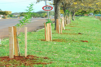 Foto - Plantio da Árvores na avenida