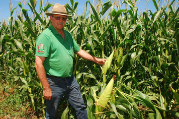 Foto - PRODUÇÃO DE SILAGEM