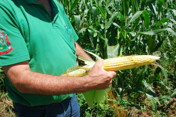 Foto - PRODUÇÃO DE SILAGEM