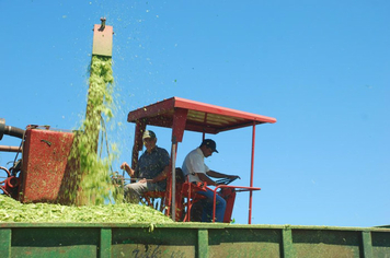 Foto - PRODUÇÃO DE SILAGEM