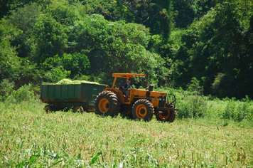 Foto - PRODUÇÃO DE SILAGEM