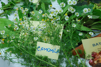 Foto - reunião plantas medicinais