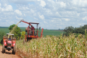 Secretaria auxilia na produção de silagem para gado de leite