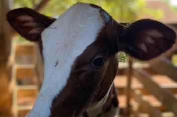 Secretaria de Agricultura, Meio Ambiente e Desenvolvimento econômico alerta sobre a importância da vacinação contra a Brucelose