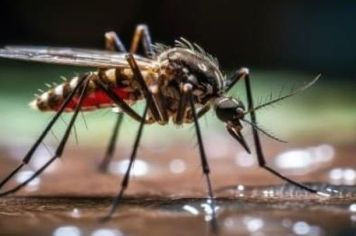 Pejuçara segue sem casos de dengue