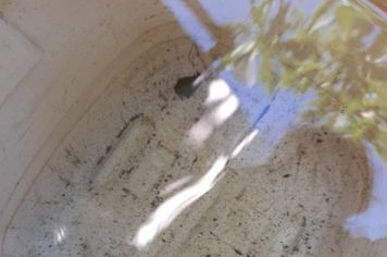 Secretaria de Saúde realiza mutirão de combate à Dengue