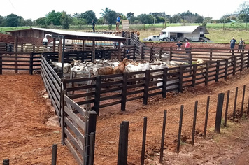 Pista de rodeios revitalizada do Parque de Exposições recebe primeiros animais