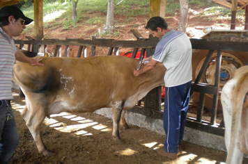 Vacinação preventiva a aftosa entra na última semana 