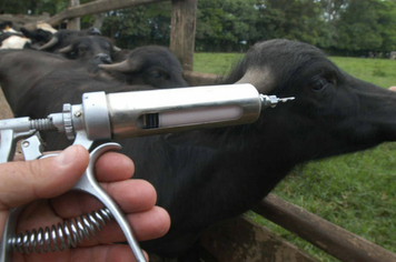 Rebanho começa a ser vacinado contra a Febre Aftosa