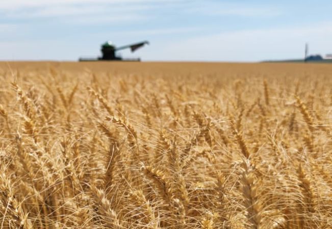  Abertura da colheita do trigo no Rio Grande do Sul é realizada em propriedade rural de Pejuçara