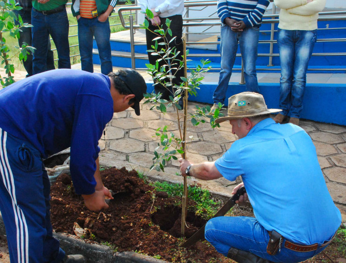 PLANTIO DE ÁRVORES NA REVITALIZAÇÃO DA AVENIDA
