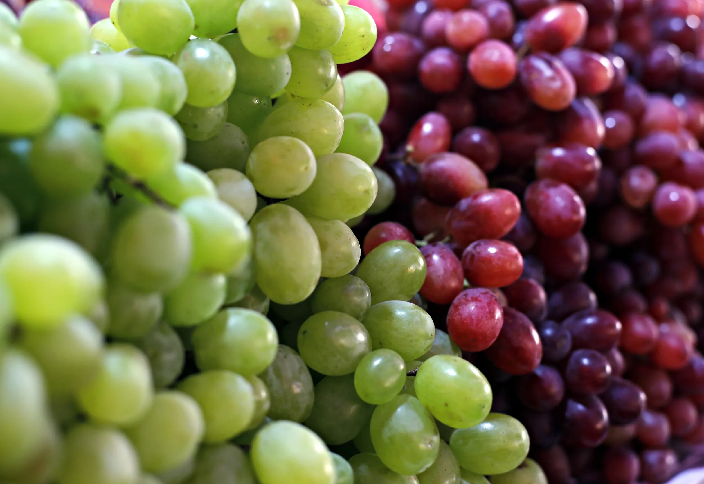 Amanhã inicia a 74ª Festa da Uva e do Trigo