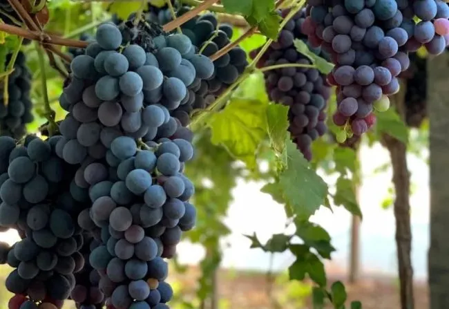 Dupla Rick e Simoni e Grupo Momentos animam a 74ª Festa da Uva e do Trigo