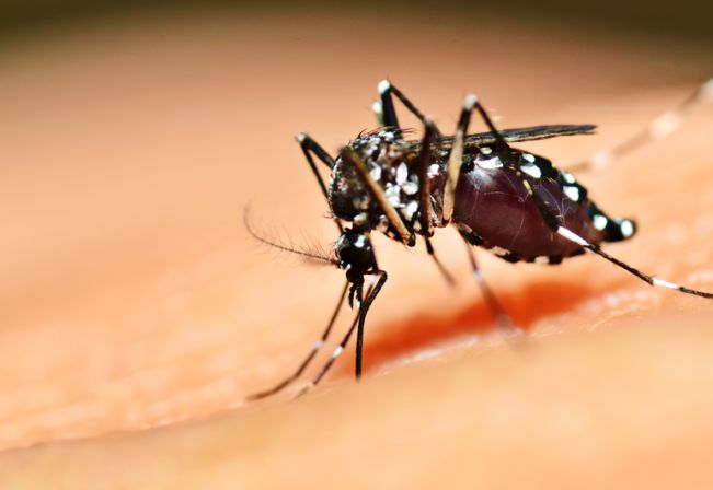 Pejuçara segue sem registros de casos de dengue desde maio