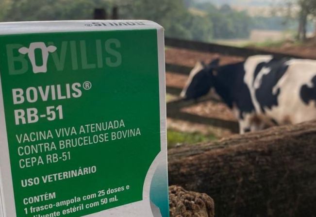 Secretaria de Agricultura, Meio Ambiente e Desenvolvimento Econômico auxilia na vacinação contra a Brucelose