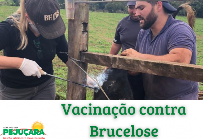 Vacinação contra Brucelose em bovinos de leite e corte