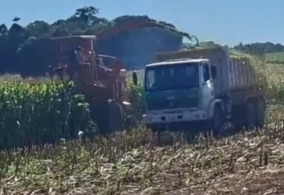 Agricultura mantém apoio à produção de silagem até a Safra 2026
