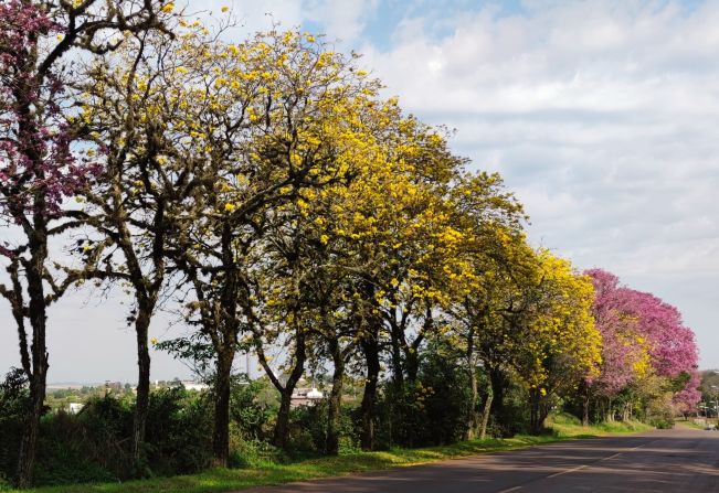 Ipês florescem antes do tempo e pintam a paisagem em pleno inverno