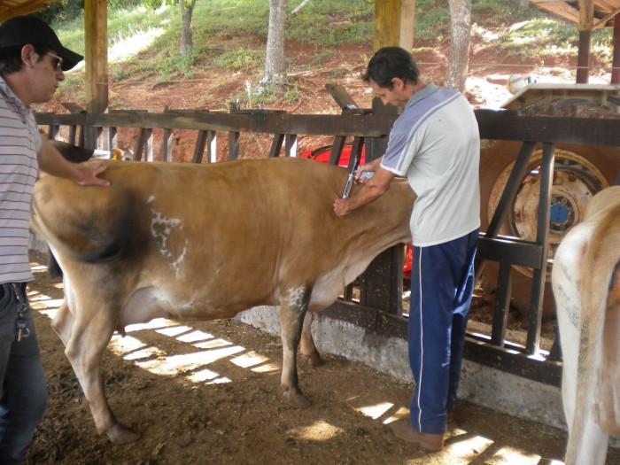 Vacinação preventiva a aftosa entra na última semana 
