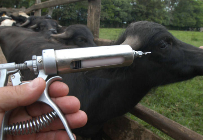 Rebanho começa a ser vacinado contra a Febre Aftosa