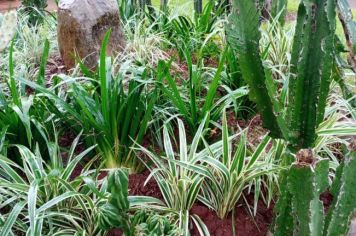 Foto - Projeto de embelezamento de Pejuçara