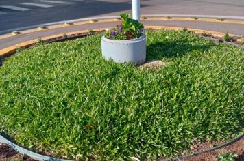 Foto - Projeto de embelezamento de Pejuçara