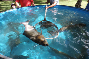 Foto - Pejuçara realiza Feira do Peixe vivo na praça