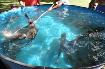 Foto - Pejuçara realiza Feira do Peixe vivo na praça