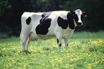 Programa Bônus Mais Leite oferece incentivo a produtores gaúchos