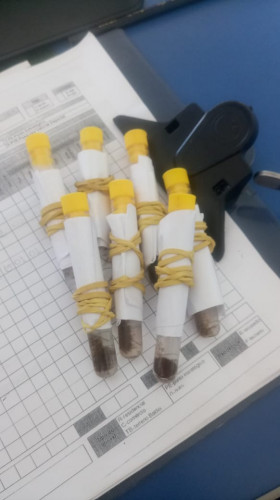 Ação de saúde busca bloquear proliferação do mosquito da Dengue