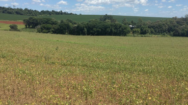 Representantes do setor primário avaliam situação das lavouras de verão em Pejuçara