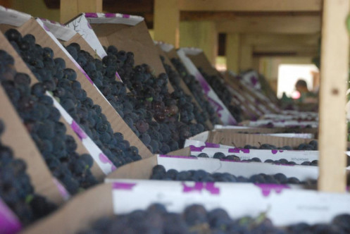 67ª Festa da Uva e do Trigo trará comunidade regional à Pejuçara