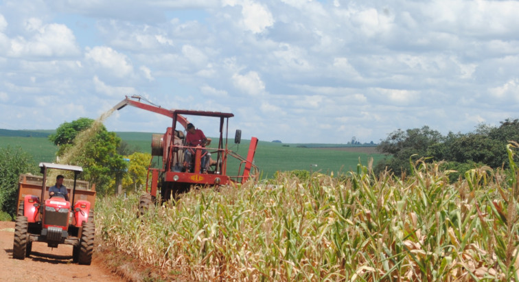 Secretaria auxilia na produção de silagem para gado de leite